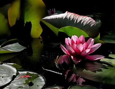 Water lily (2)