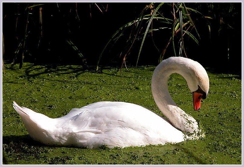 The swan