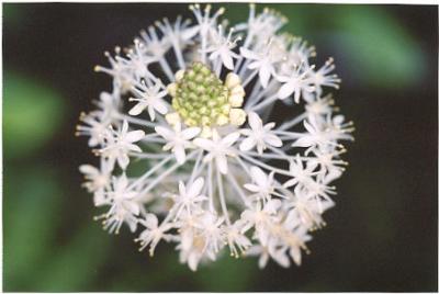 white flower.jpg