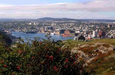 Red Berries over Harbour.jpg