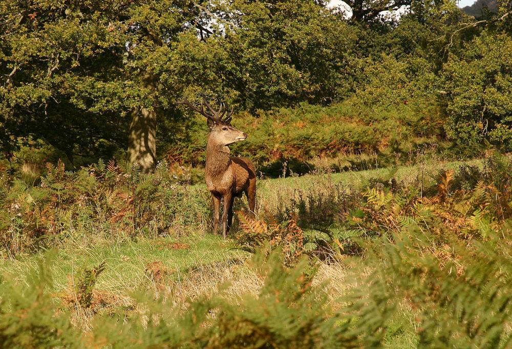 Red Deer.