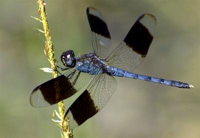 blue dragonfly.jpg