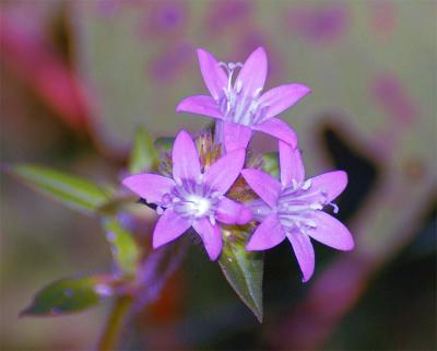 Purple flower3.jpg