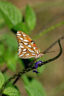butterfly.jpg