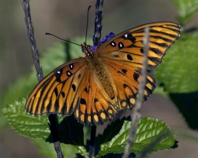 butterfly3.jpg