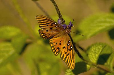 gulf frit..jpg