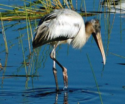 Stork scruffy.jpg