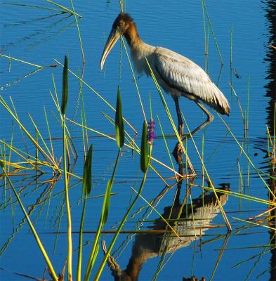 Juvenille stork.jpg