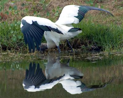 STORK 3 sRGB.jpg