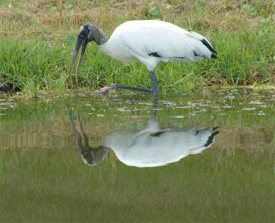 STORK 6.jpg