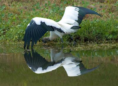 STORK4.jpg