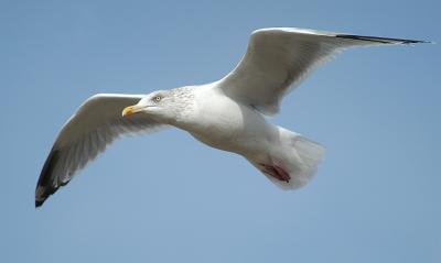 DSC_2245.jpg