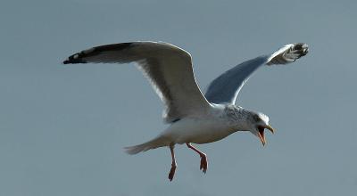 DSC_2452a.jpg