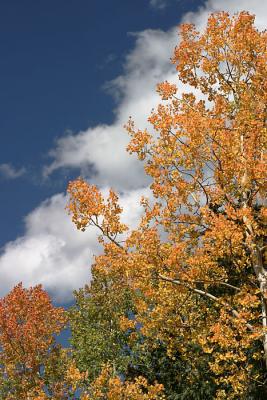 Incidentals: Colorado Autumn 2004