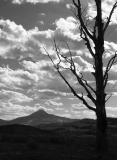 Stark light and tree