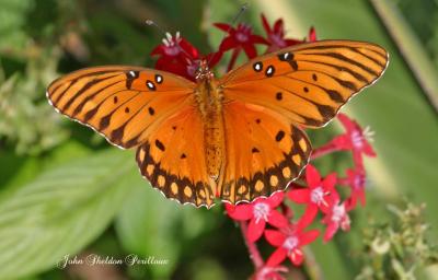 Gulf Fritillary (female)