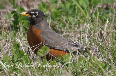 American Robin (Turdus migratorius) (male)