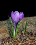 Crocus (2005)