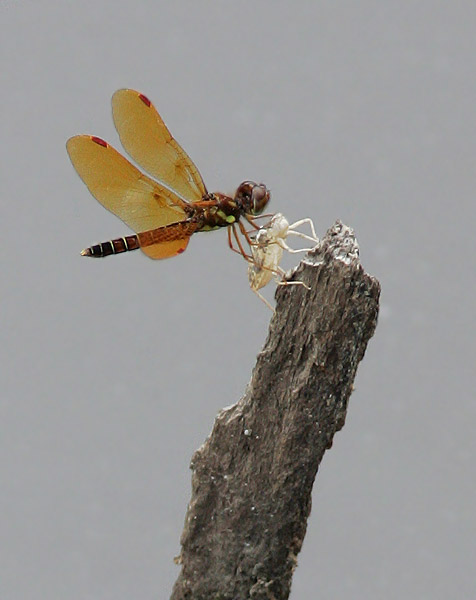 Eastern Amberwing