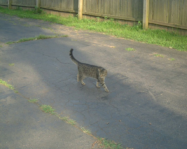 bogey_driveway.jpg