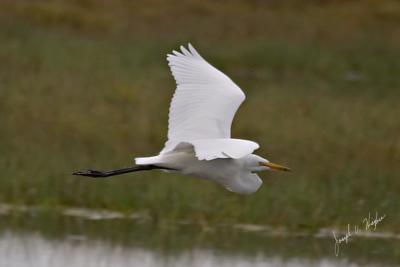 Great Egret