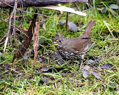 Fox Sparrow