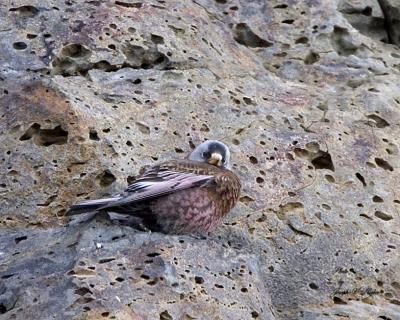 Gray-crowned Rosy Finch