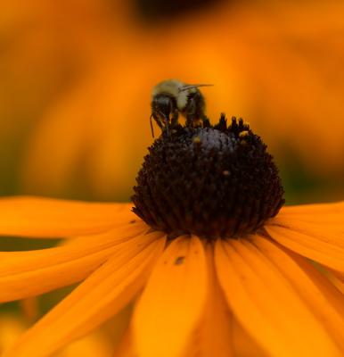 honeybee on rudbeckia