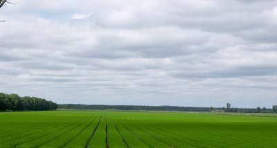 field. with clouds