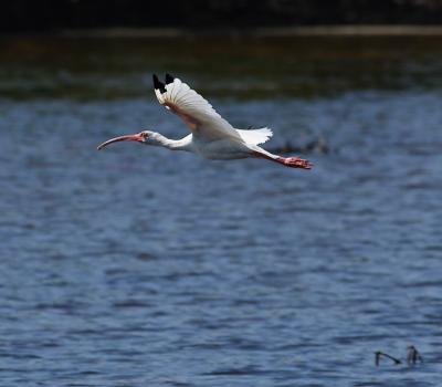 ibis. in flight