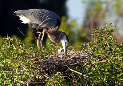 great blue heron. mother and chick