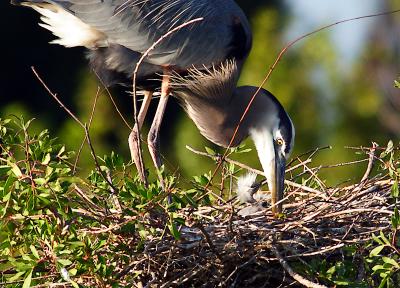 great blue heron chick. up close