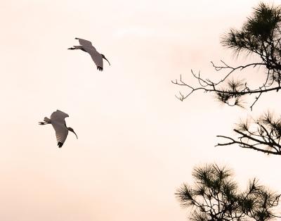 ibis. flying in at sunset