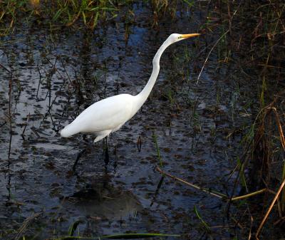 great egret. in a hurry