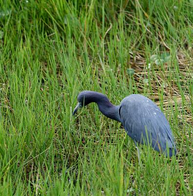 little blue heron. in the grass