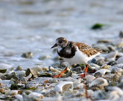 ruddy turnstone