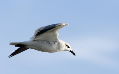 juvenile laughing gull