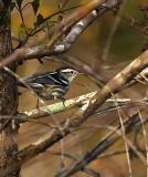 black and white warbler