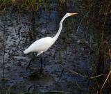 great egret. in a hurry