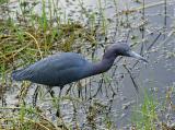 little blue heron. stepping in