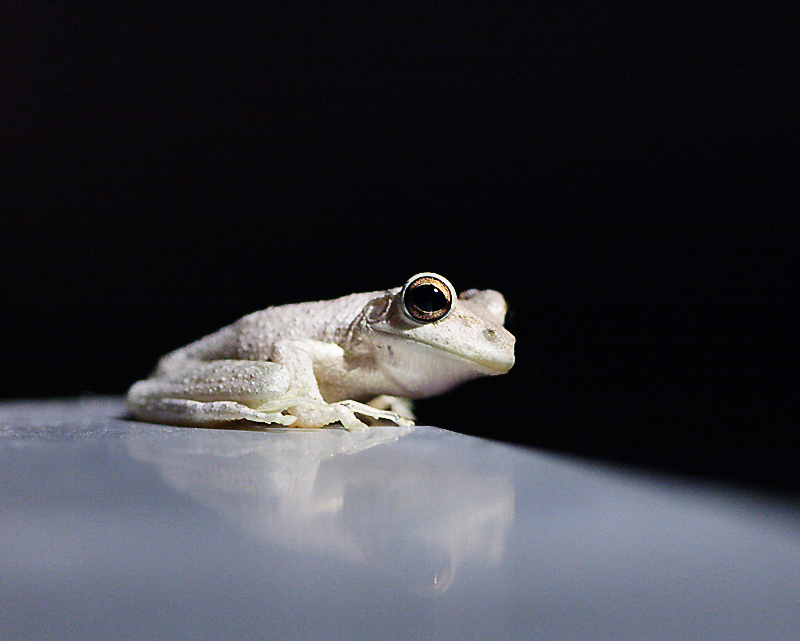 frog at the mailbox. number one