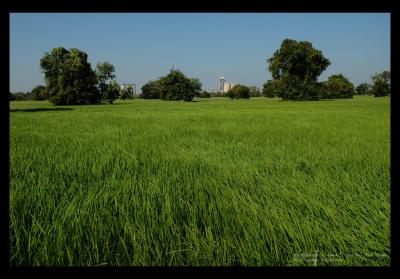 Green Field