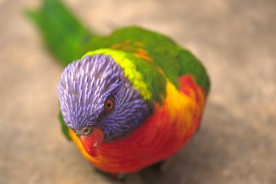 bird.jpg