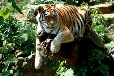 This is my stump