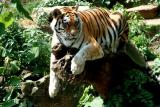 This is my stump