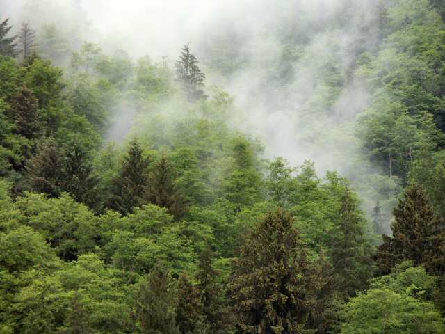 040522 Rain Forest