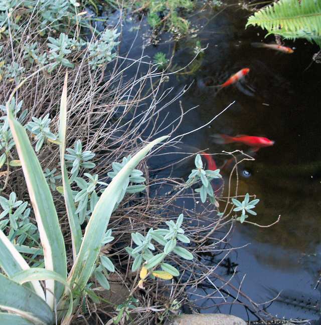 040627 Gold Fish