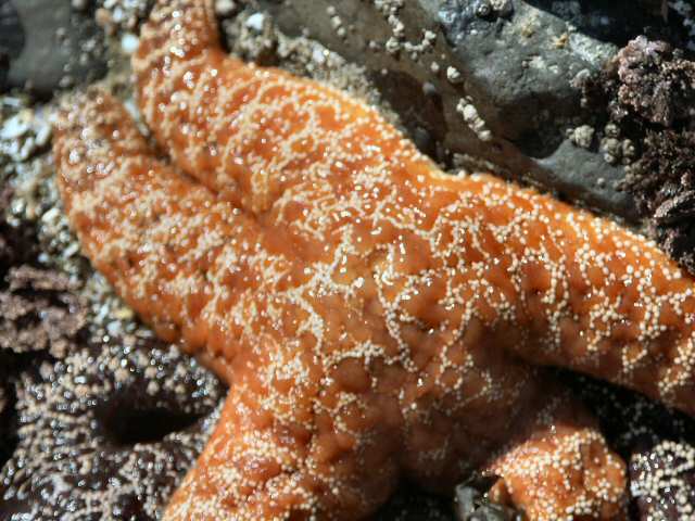 040705 Starfish