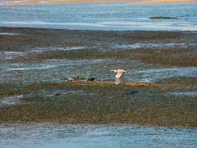040705 Soaring Egret