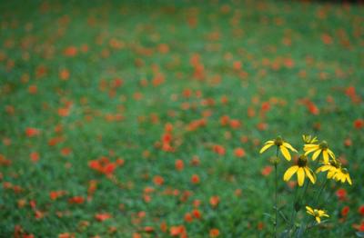 Image1053.jpg